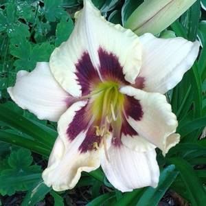 Meet your Posher, Meriann